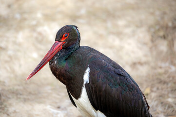 Black stork with its typical red beak on a light blurred background