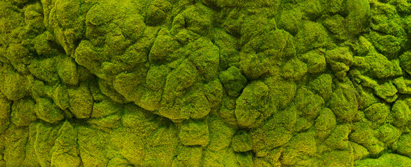 Abstract green moss texture  background.
