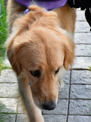 golden retriever puppy