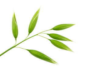 Bundle of Dried Oat Plants Tied with String, Rustic Harvest Style, Isolated Transparent Background PNG