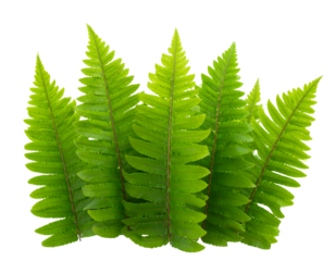 Dried Brown Fern Leaf with Crisp Texture, Autumn Nature Theme, Isolated Transparent Background PNG (2)