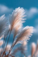 Delicate white plumes of grass against a vibrant blue sky