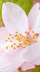 Obraz premium Close-up of a delicate blossom