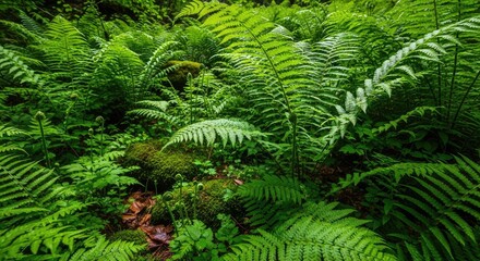 Fototapeta premium Dense carpet of vibrant green ferns covering the forest floor in a lush woodland environment