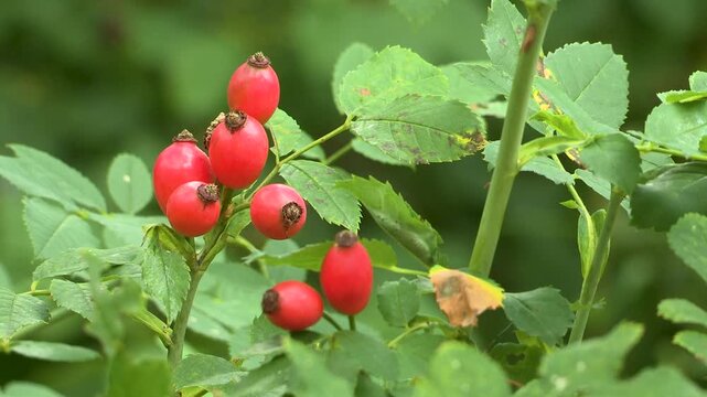 Rosehips on the bush, Austria