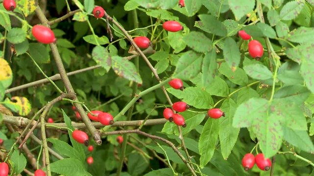 Rosehips on the bush, Austria