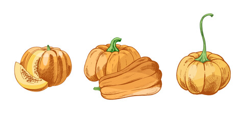 Hand drawn vintage sketch set of pumpkins and squash with whole and cut pieces in autumn seasonal food illustration