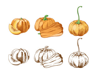 Hand drawn vintage sketch set of pumpkins and squash with cut and whole pieces in colored and monochrome illustration