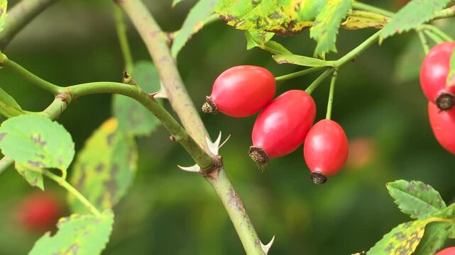 Rosehips on the bush, Austria