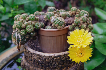 Beautiful blooming cactus, selective focus blurred green nature background. Hobby during work from home concept