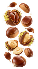 High resolution image of fresh chestnuts and peeled chestnut kernels with spiky shells isolated on white background, perfect for cooking and autumn themes