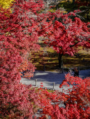 Beautiful autumn scenery in Kyoto, Japan