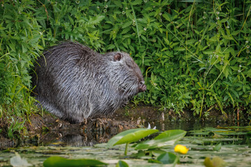 An adult grey nutria sits on the riverbank near the water, with green plants in the background, on a summer evening.