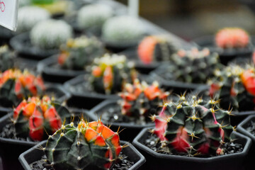 Little cactus on small pot, plant for decoration. Beautiful blooming cactus, selective focus blurred green nature background. Hobby during work from home concept. 
