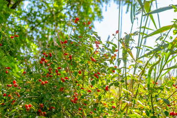 Close-up of ripe red dog rose fruits (Rosa canina) growing on branch in natural environment. Wild rosehips with green leaves in sunlight. Healthy organic berries rich in vitamin C, used in herbal medi