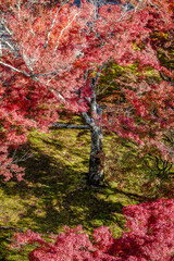 Beautiful autumn scenery in Kyoto, Japan
