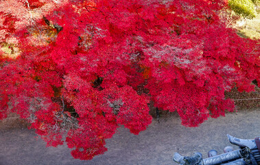 Beautiful autumn scenery in Kyoto, Japan