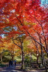 Beautiful autumn scenery in Kyoto, Japan