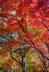 Beautiful autumn scenery in Kyoto, Japan