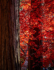 Beautiful autumn scenery in Kyoto, Japan