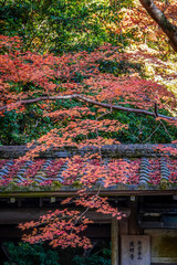 Beautiful autumn scenery in Kyoto, Japan