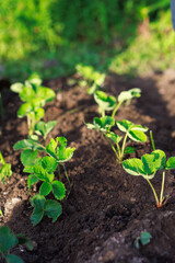Young Strawberry Plants in Soil