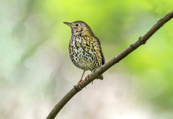 Thrush perched on a branch, UK