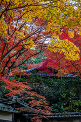 Beautiful autumn scenery in Kyoto, Japan