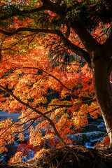 Beautiful autumn scenery in Kyoto, Japan