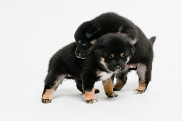 Fototapeta premium 柴犬の子犬