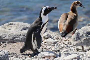 Obraz premium penguins at the ocean