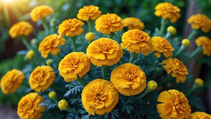 Bright yellow marigold flowers in full bloom with greenery background. The vibrant flowers create a cheerful garden scene.