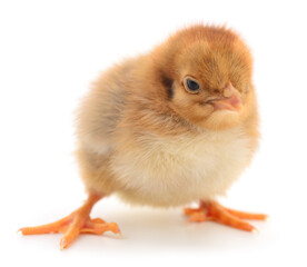 Obraz premium Baby chick isolated on white background