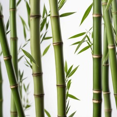 Isolated bamboo stalk on white background, studio shot.
