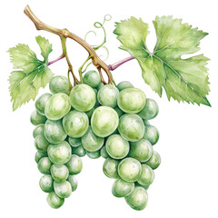 Watercolor illustration of green grape bunch with leaves on vine branch
