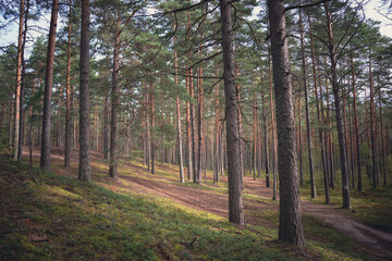 Bright sunlight shining through tall pine trees in a green forest. Scenic woodland environment with paths and moss.