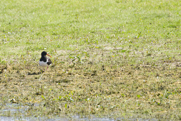 lonely oystercatcher in the mud at the edge of the lake, one oystercatcher on the meadow on a sunny day, oystercatcher in the sunshine, Haematopus ostralegus, red beak