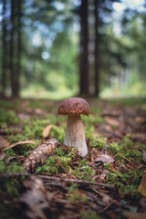 Wild porcini mushroom (Boletus edulis) growing in the forest next to a pine cone and moss. Natural woodland scene.