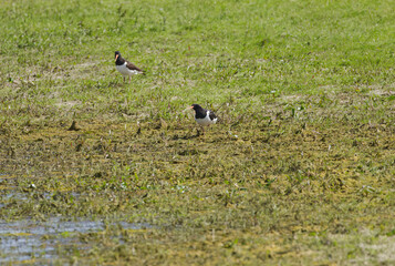 Two oystercatchers in the mud at the edge of the lake, two oystercatchers on the meadow on a sunny day, two oystercatchers in the sunshine, Haematopus ostralegus, red beak
