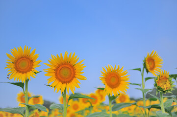 青空に咲くひまわり