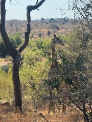 tree and a giraffe
