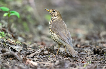 Thrush perched on the ground, UK