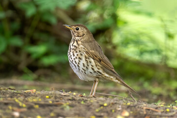 Thrush perched on the ground, UK