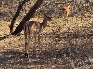 Rooibok in the kruger national park 