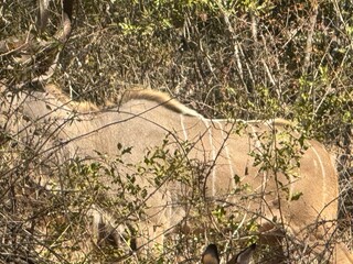  buck in a bush