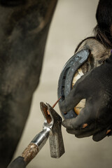 Farrier fitting horseshoe to horse hoof