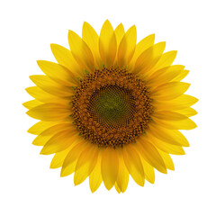 Fototapeta premium Sunflower head isolated on white background, vibrant yellow petals with detailed brown center, minimal clean product composition.