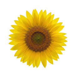 Fototapeta premium Sunflower head isolated on white background, vibrant yellow petals with detailed brown center, minimal clean product composition.