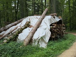 Stack of felled logs covered with white tarp in forest, timber pile along woodland path, logging industry storage, firewood preparation, sustainable natural resource material. High quality photo