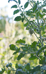 Fototapeta premium tomato buds bloomed and blue tomatoes